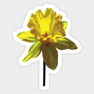 Daffodils - Daffodil Looking Up Sticker
